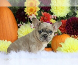 French Bulldog Puppy for sale in FREDERICKSBG, OH, USA