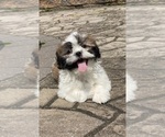 Small #1 Shih Tzu