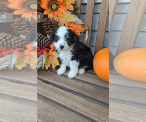 Miniature Australian Shepherd-Poodle (Toy) Mix Puppy for sale in LEBANON, MO, USA