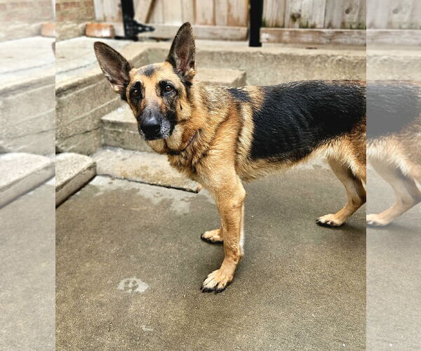 Medium Photo #1 German Shepherd Dog Puppy For Sale in Chicago, IL, USA