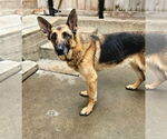 Small German Shepherd Dog