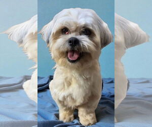 Shih Apso Dogs for adoption in Alexander, AR, USA