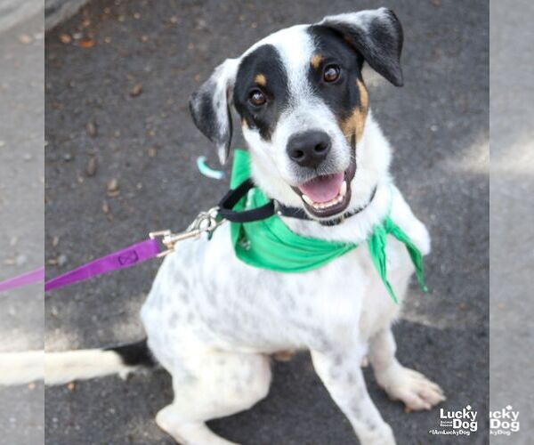 Medium Photo #2 Mutt Puppy For Sale in Washington, DC, USA