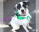 Small #1 Mutt