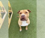 Small #6 Bullypit