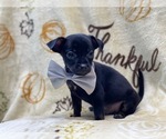 Small Photo #14 Chihuahua Puppy For Sale in LAKELAND, FL, USA