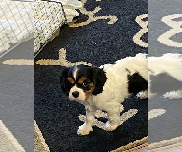 Medium Photo #2 Cavalier King Charles Spaniel Puppy For Sale in GRAND SALINE, TX, USA