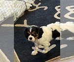 Small #1 Cavalier King Charles Spaniel