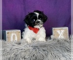 Puppy 0 Shih Tzu