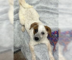 Mutt Dogs for adoption in Salinas, CA, USA