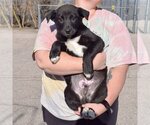 Small Photo #4 Mutt Puppy For Sale in Huntley, IL, USA