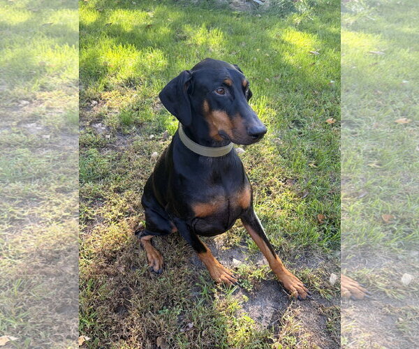 Medium Photo #18 Doberman Pinscher Puppy For Sale in Buffalo, MN, USA