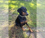 Small Photo #18 Doberman Pinscher Puppy For Sale in Buffalo, MN, USA