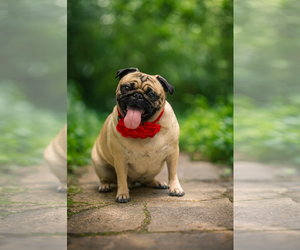 Pug Dogs for adoption in Phoenix, AZ, USA