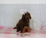 Puppy 2 Goldendoodle-Poodle (Standard) Mix