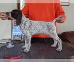 Small Photo #11 German Shorthaired Pointer Puppy For Sale in WARSAW, NY, USA