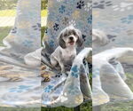 Small #5 Shih Tzu