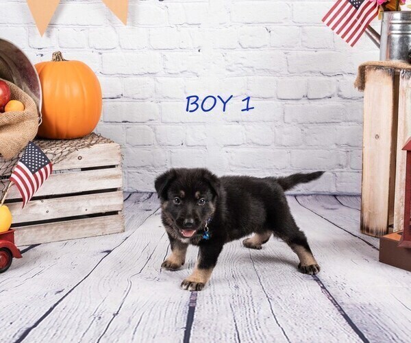 Medium Photo #1 German Shepherd Dog-Wolf Hybrid Mix Puppy For Sale in SAN DIEGO, CA, USA