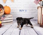 Small Photo #1 German Shepherd Dog-Wolf Hybrid Mix Puppy For Sale in SAN DIEGO, CA, USA