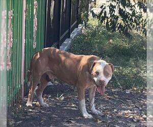 American Staffordshire Terrier-Unknown Mix Dogs for adoption in San Antonio, TX, USA