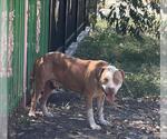 Small American Staffordshire Terrier Mix