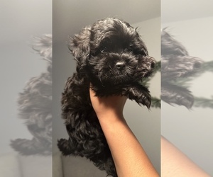Poodle (Standard)-Shih Tzu Mix Puppy for sale in STAFFORD, VA, USA