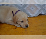 Small #2 Labrador Retriever