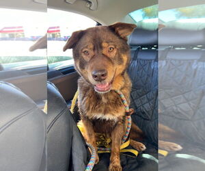 Akita-Siberian Husky Mix Dogs for adoption in phoenix, AZ, USA