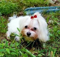 Mother of the Maltese puppies born on 06/13/2018