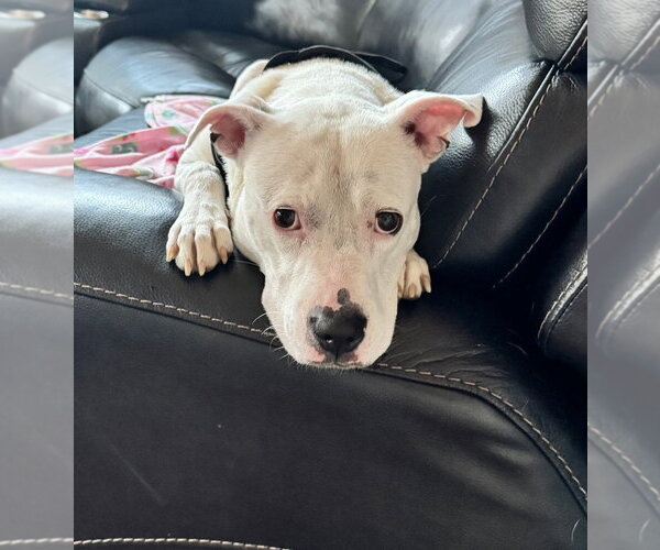 Medium Photo #4 American Staffordshire Terrier-Unknown Mix Puppy For Sale in Wenonah, NJ, USA