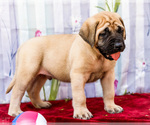 Small Photo #22 Mastiff Puppy For Sale in WAKARUSA, IN, USA