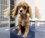 Small Cavalier King Charles Spaniel
