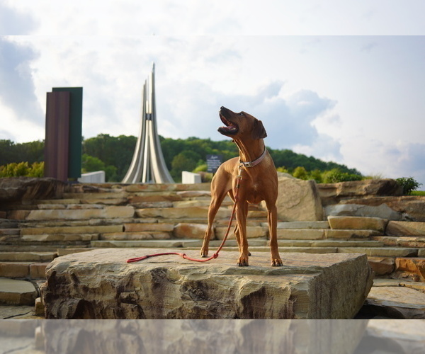 Medium Photo #6 Rhodesian Ridgeback Puppy For Sale in ONEIDA, TN, USA