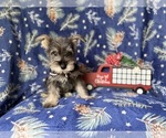 Small #7 Schnauzer (Miniature)