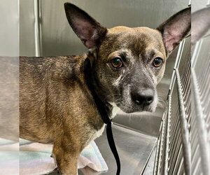 Rat Terrier Dogs for adoption in Tavares, FL, USA