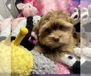 Havanese Puppy for sale in LIVONIA, MI, USA
