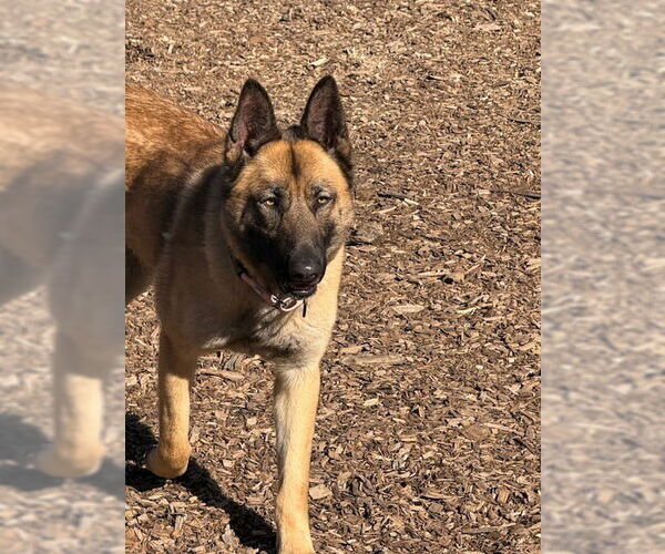 Medium Photo #3 Mutt Puppy For Sale in Imlay City, MI, USA