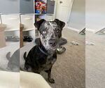 Small #1 Catahoula Leopard Dog Mix