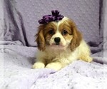 Image preview for Ad Listing. Nickname: Ruby  cockapoo
