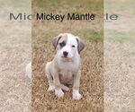 Small Catahoula Leopard Dog Mix