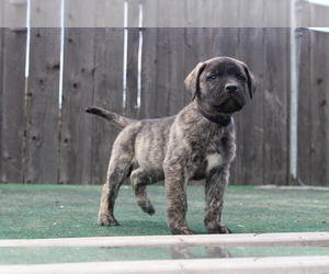 Presa Canario Puppy for Sale in OAKLEY, California USA