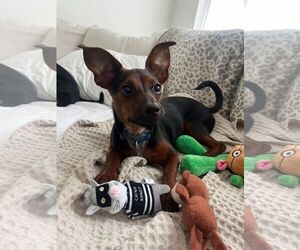 Miniature Pinscher-Unknown Mix Dogs for adoption in Palatka, FL, USA