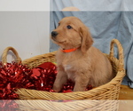 Small #5 Golden Retriever