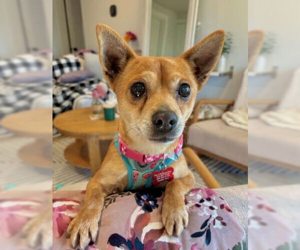 Medium Photo #2 Chihuahua-Unknown Mix Puppy For Sale in Bellevue, WA, USA