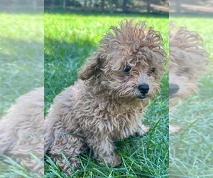 Cavapoo Puppy for sale in DURHAM, CT, USA