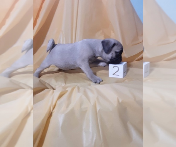 Medium Photo #3 Pug Puppy For Sale in SCOTTVILLE, MI, USA