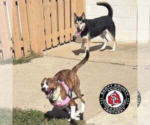 Simba - Male Gerberian Shepsky Dog for Adoption - Photo #4