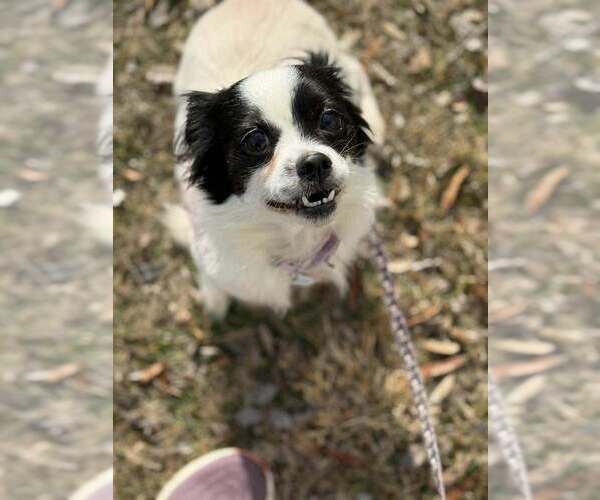 Medium Photo #4 Mutt Puppy For Sale in Candler, NC, USA