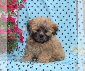 Zuchon Puppy for sale in RISING SUN, MD, USA