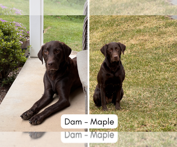 Medium Photo #3 Labrador Retriever Puppy For Sale in WINCHESTER, VA, USA